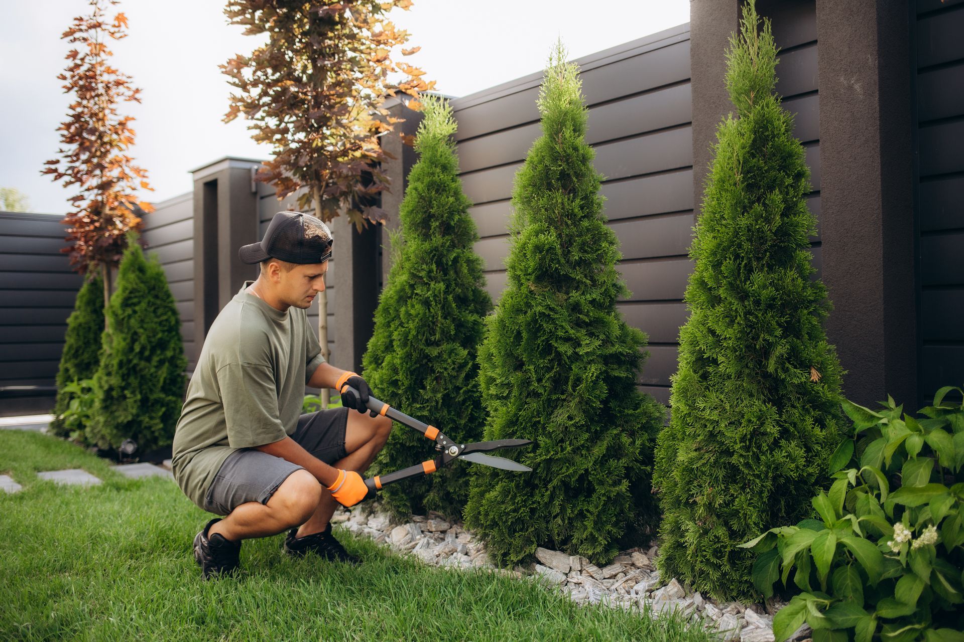 Man trimming evergreen trees with hedge shears in a garden.