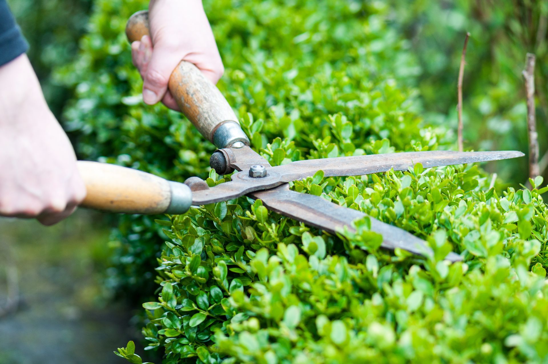 Person trimming a green bush with hand shears.