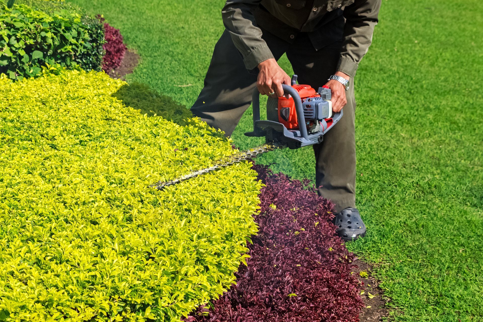 Person trimming yellow and red bushes with a hedge trimmer in a grassy area. Person trimming yellow and red bushes with a hedge trimmer in a grassy area.
