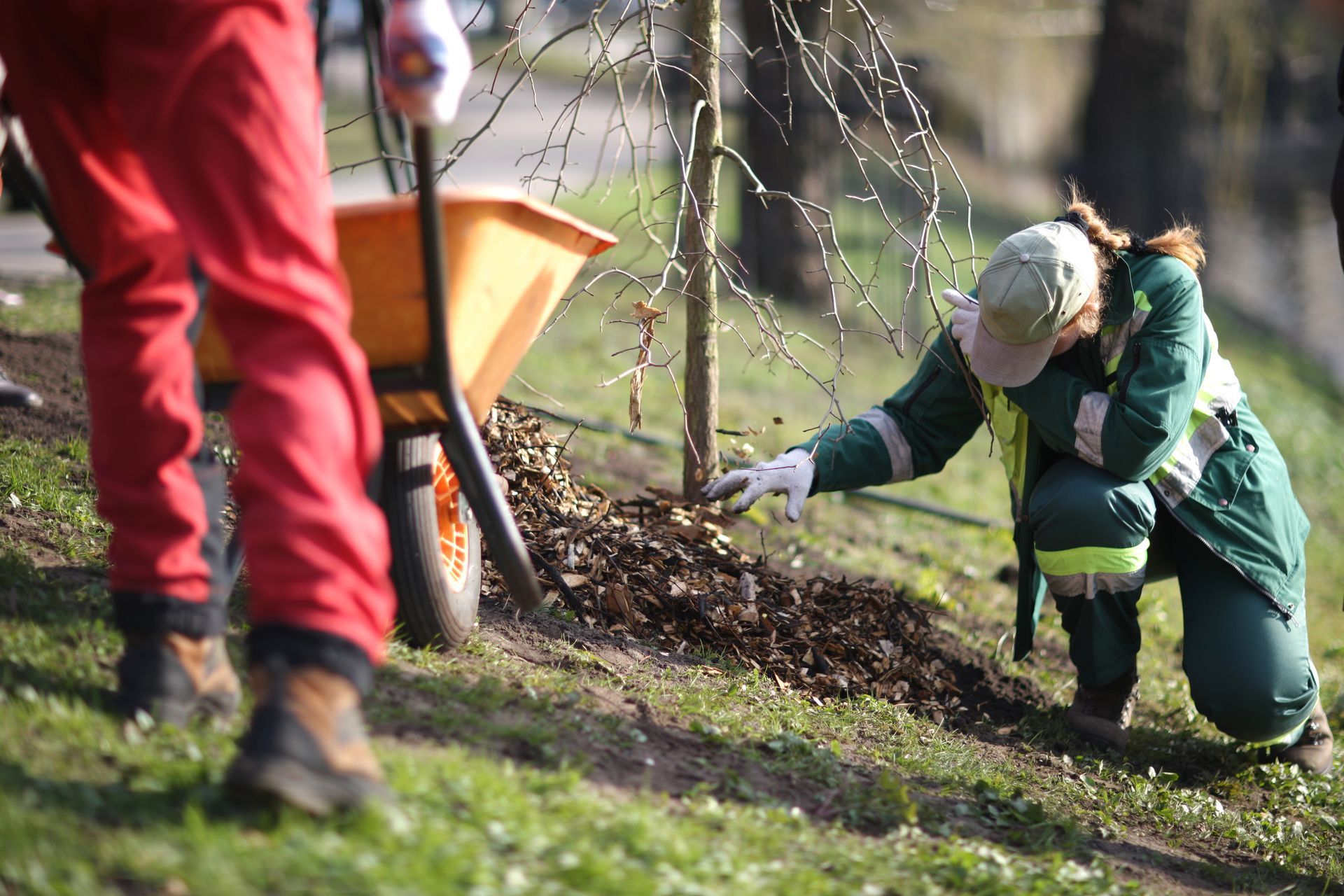 Person planting a tree. Wheelbarrow nearby, person kneeling, adding soil.