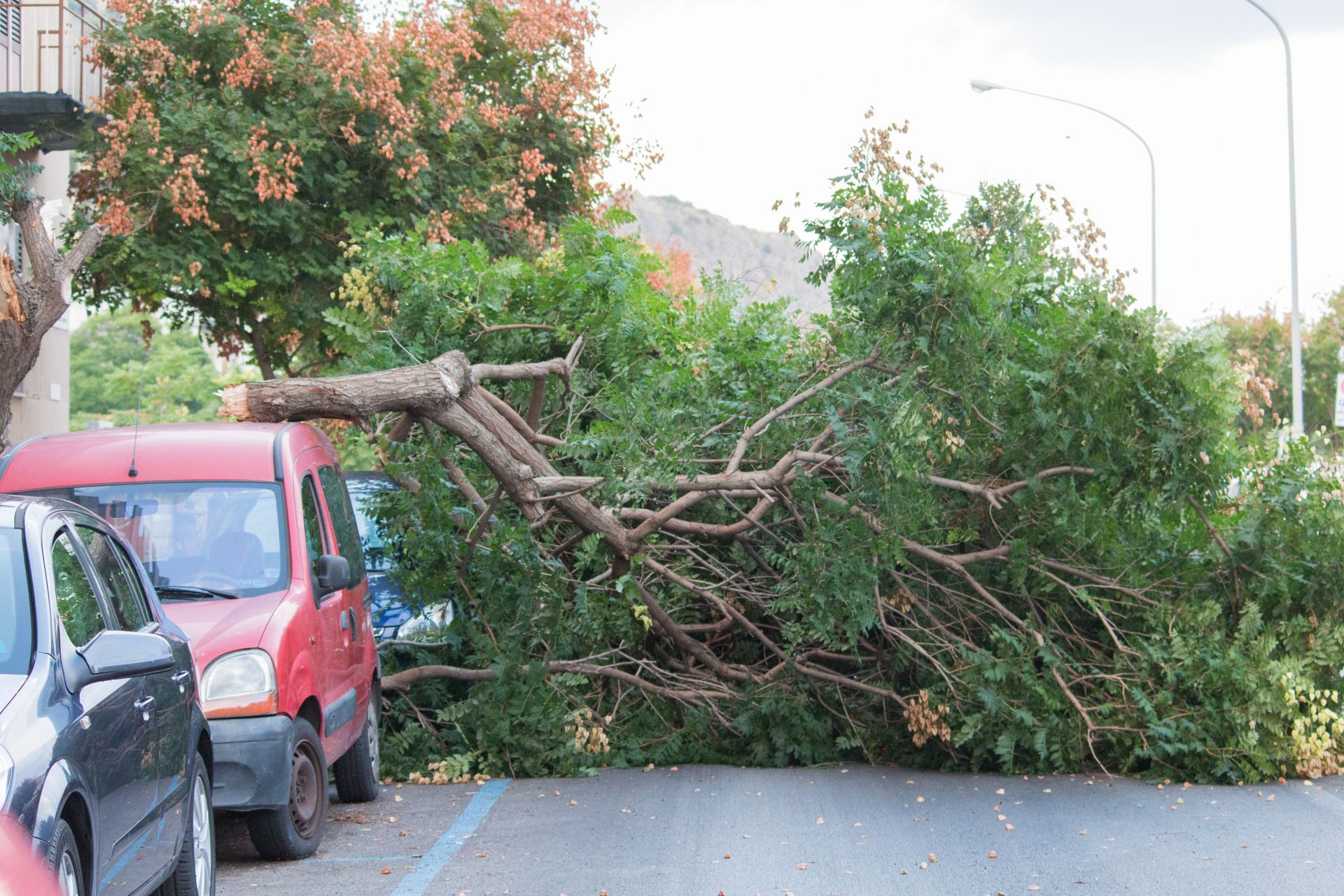 Fallen tree branch on a red car parked on the street. Green leaves, gray asphalt. Fallen tree branch on a red car parked on the street. Green leaves, gray asphalt.