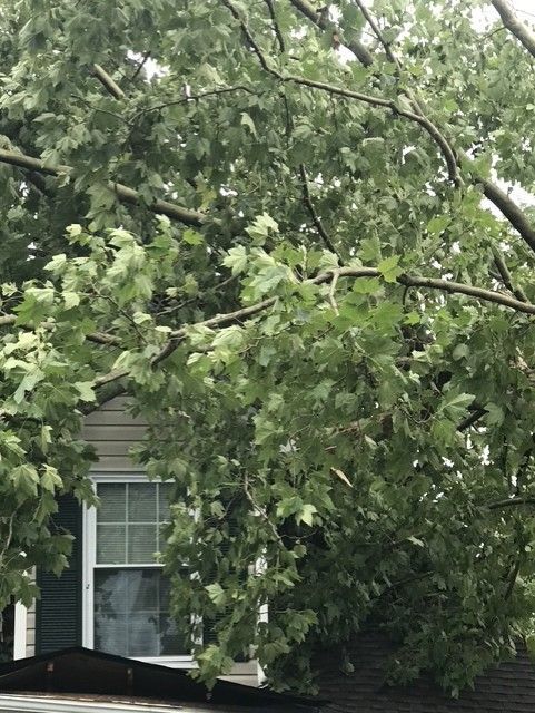 Tree-felling scene: Workers cutting a large tree with a chainsaw and mini-excavator on a grassy hill. Tree-felling scene: Workers cutting a large tree with a chainsaw and mini-excavator on a grassy hill.