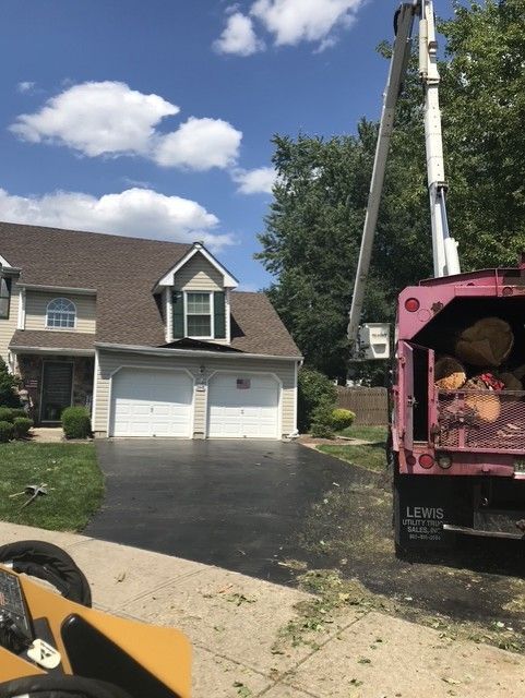 Two people on lift, one cutting tree branch with chainsaw, many green mistletoe clumps visible. Two people on lift, one cutting tree branch with chainsaw, many green mistletoe clumps visible.