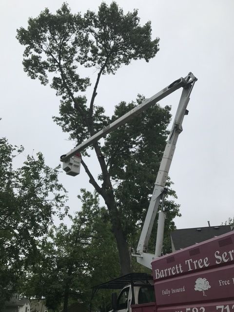 Arborist in safety gear using a chainsaw to fell a tree in a snowy forest. Arborist in safety gear using a chainsaw to fell a tree in a snowy forest.