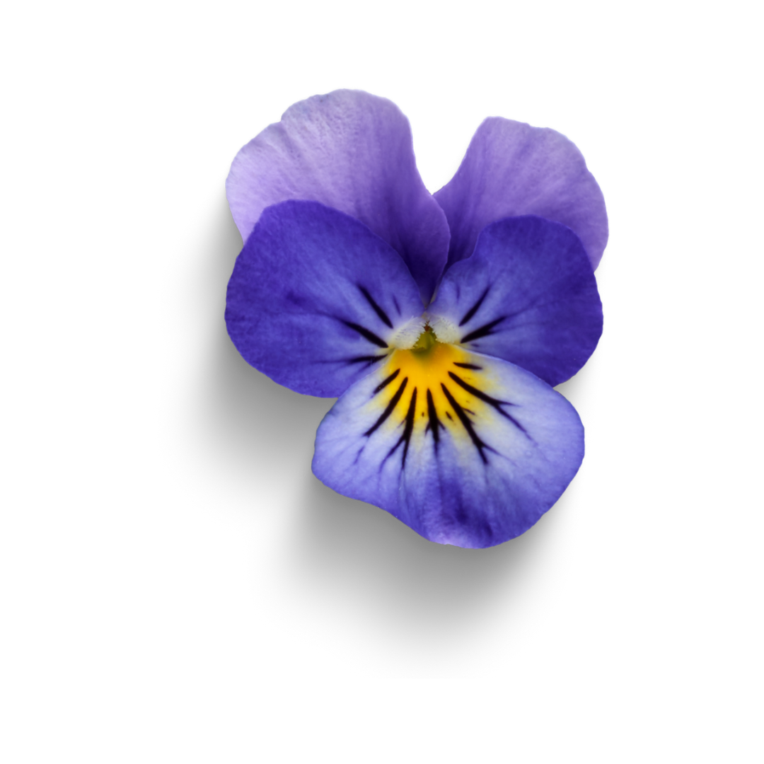 Une fleur violette avec un centre jaune sur fond blanc.