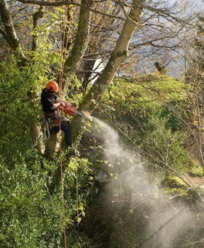 Tree surgery