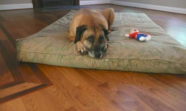 Dog resting on a large, tan dog bed with a toy, wooden floor in the background.