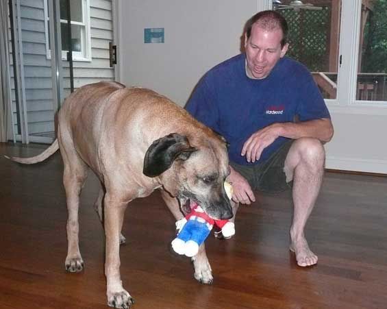Man kneeling with a large tan dog indoors, dog holds a blue and white toy, man looking at the dog.
