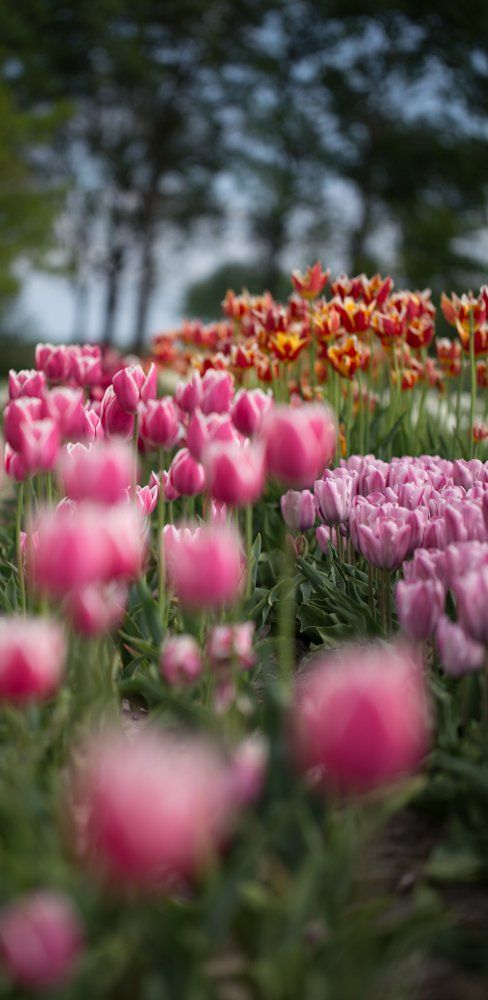 tulpen van ktk kolk tulpenveredeling in Groningen