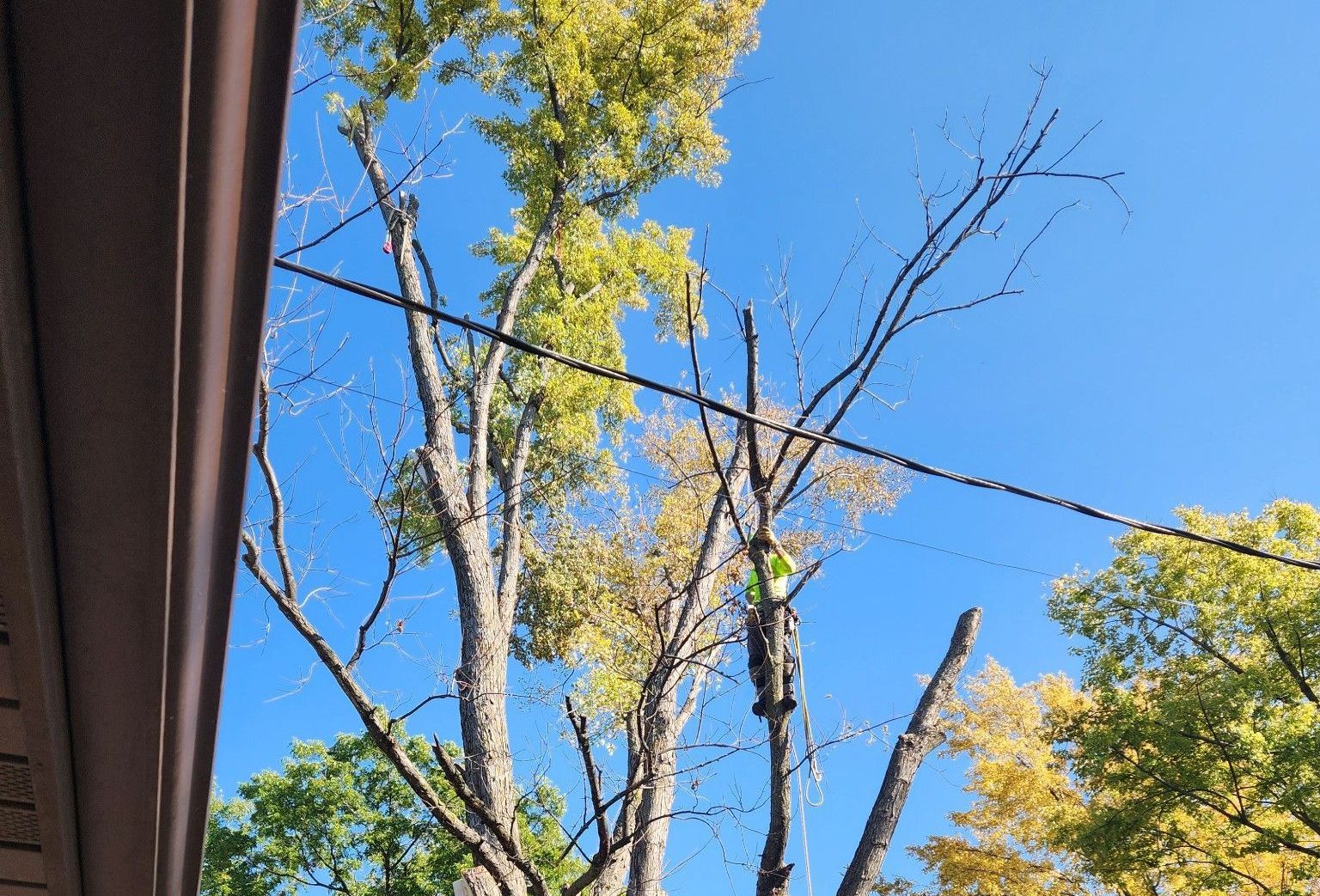 Tree Trimming in St. Cloud, MN