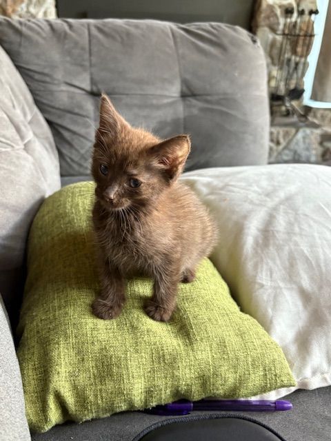 Brown kitten sitting on a green pillow on a gray couch.