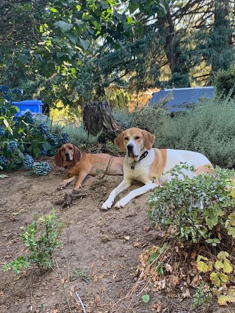 Two dogs, one tan, one white and brown, lying outdoors in a garden, relaxing in sunlight.
