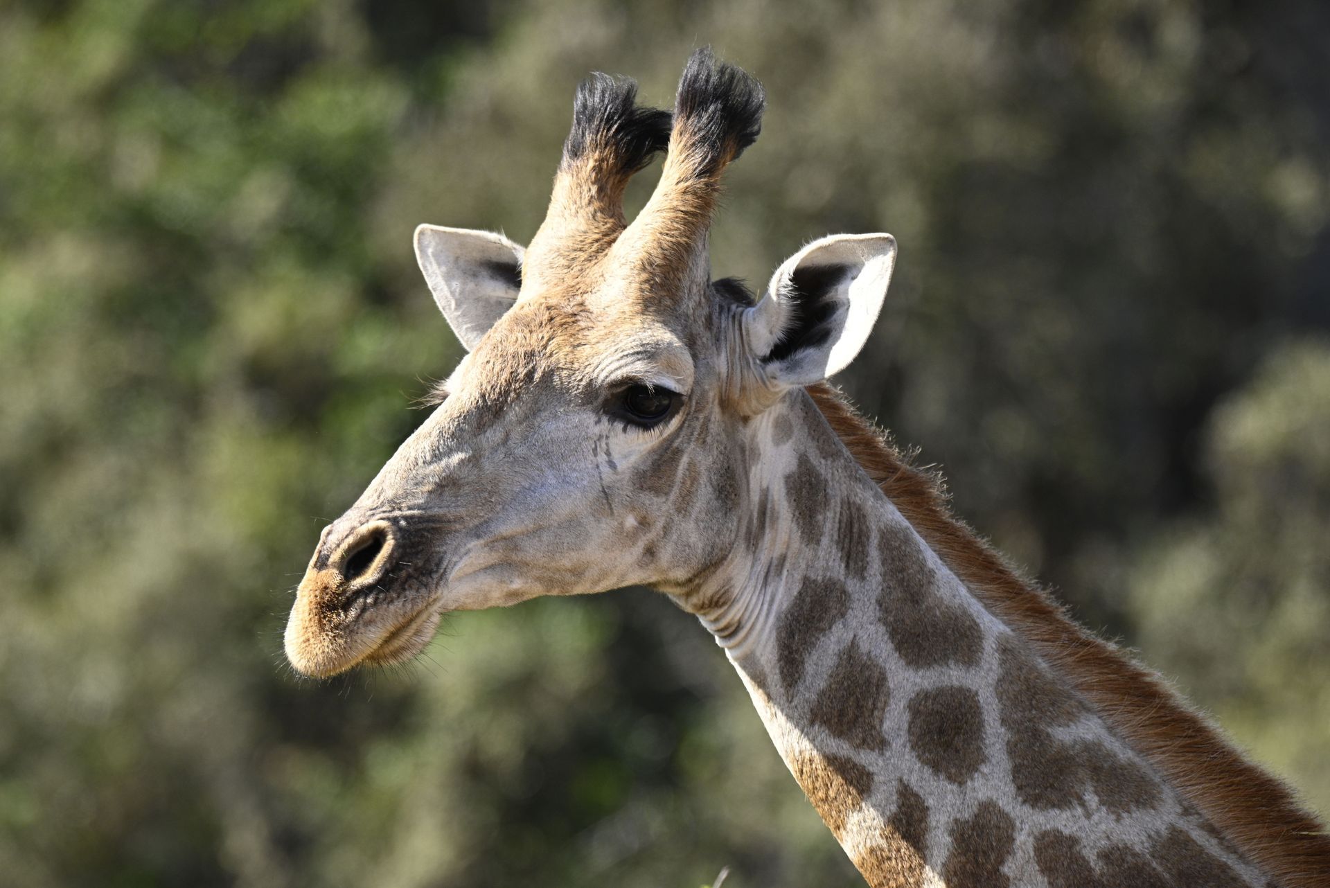 up close giraffe 