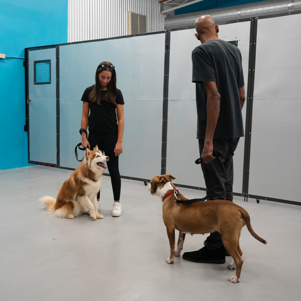 A man and a woman are standing next to two dogs