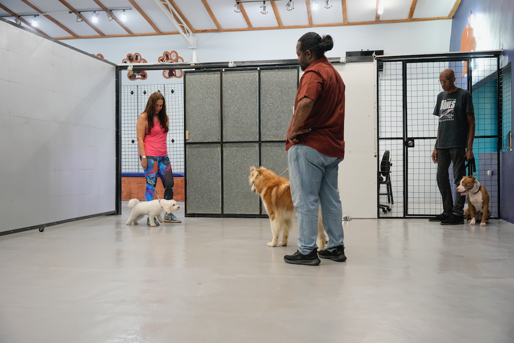 A woman is standing next to two dogs in a room.