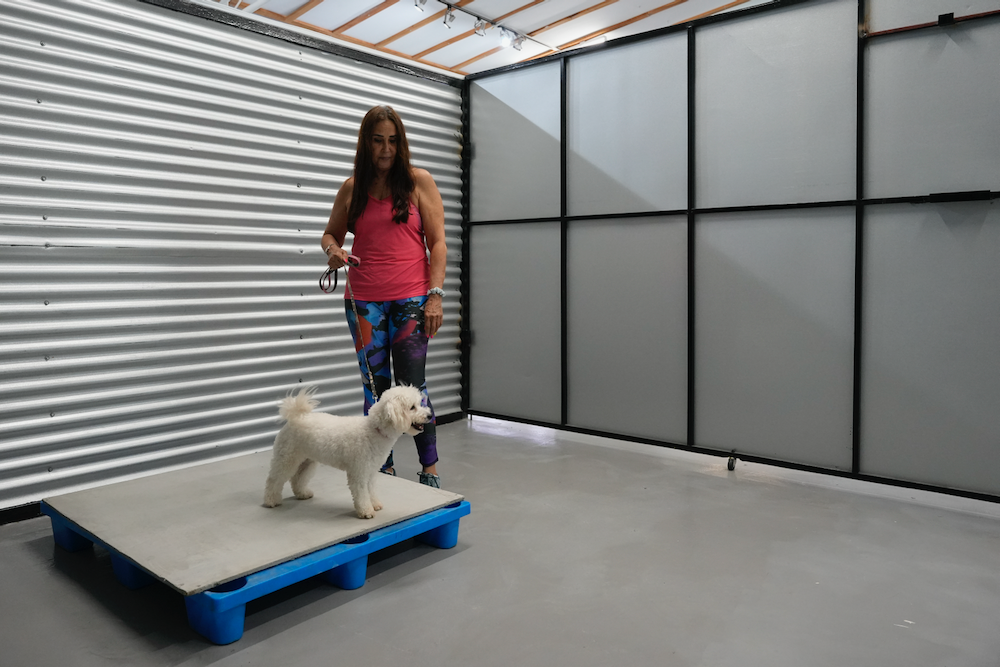 A woman is standing next to a small white dog on a blue pallet.