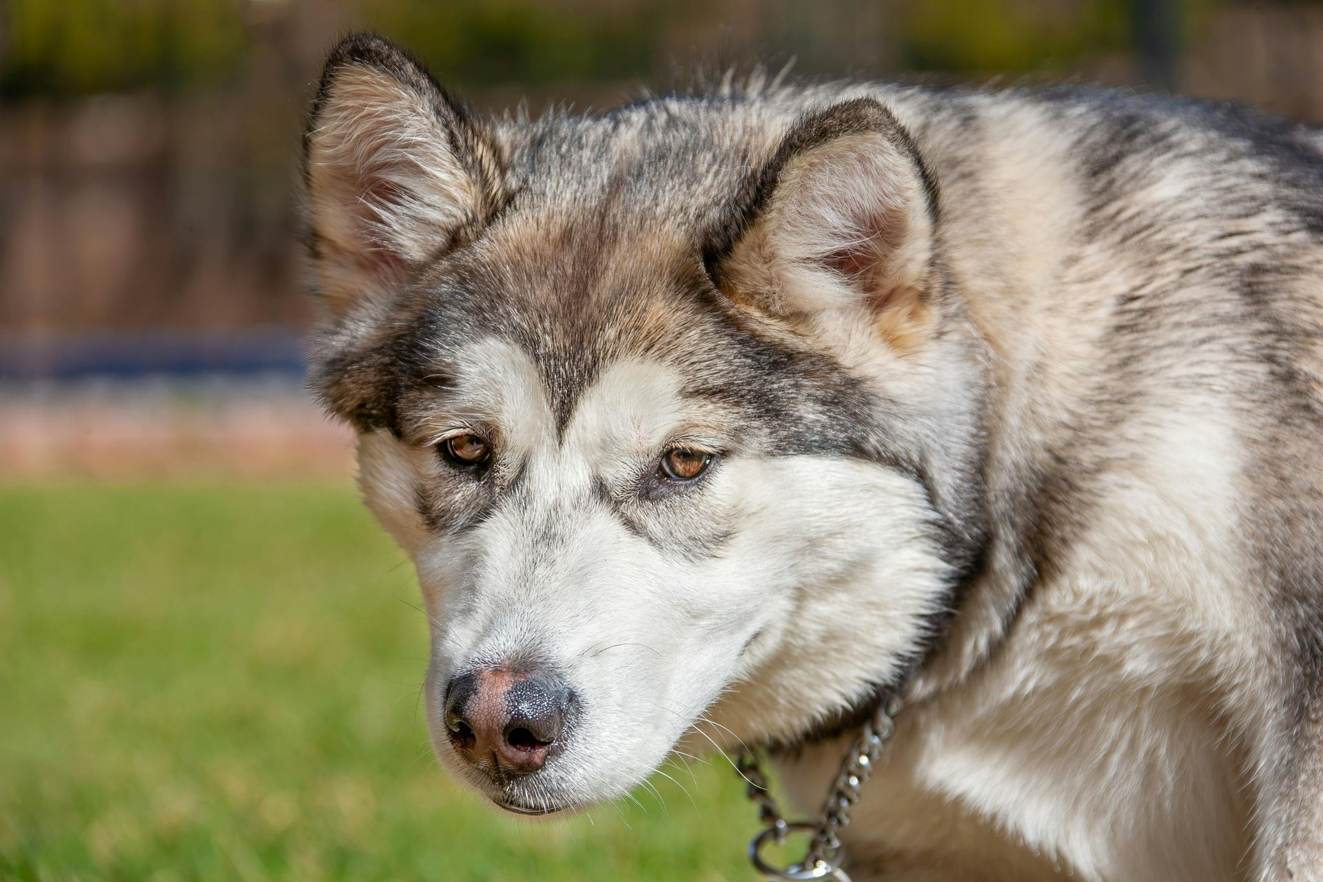 A husky dog is standing in the grass with a chain around its neck.