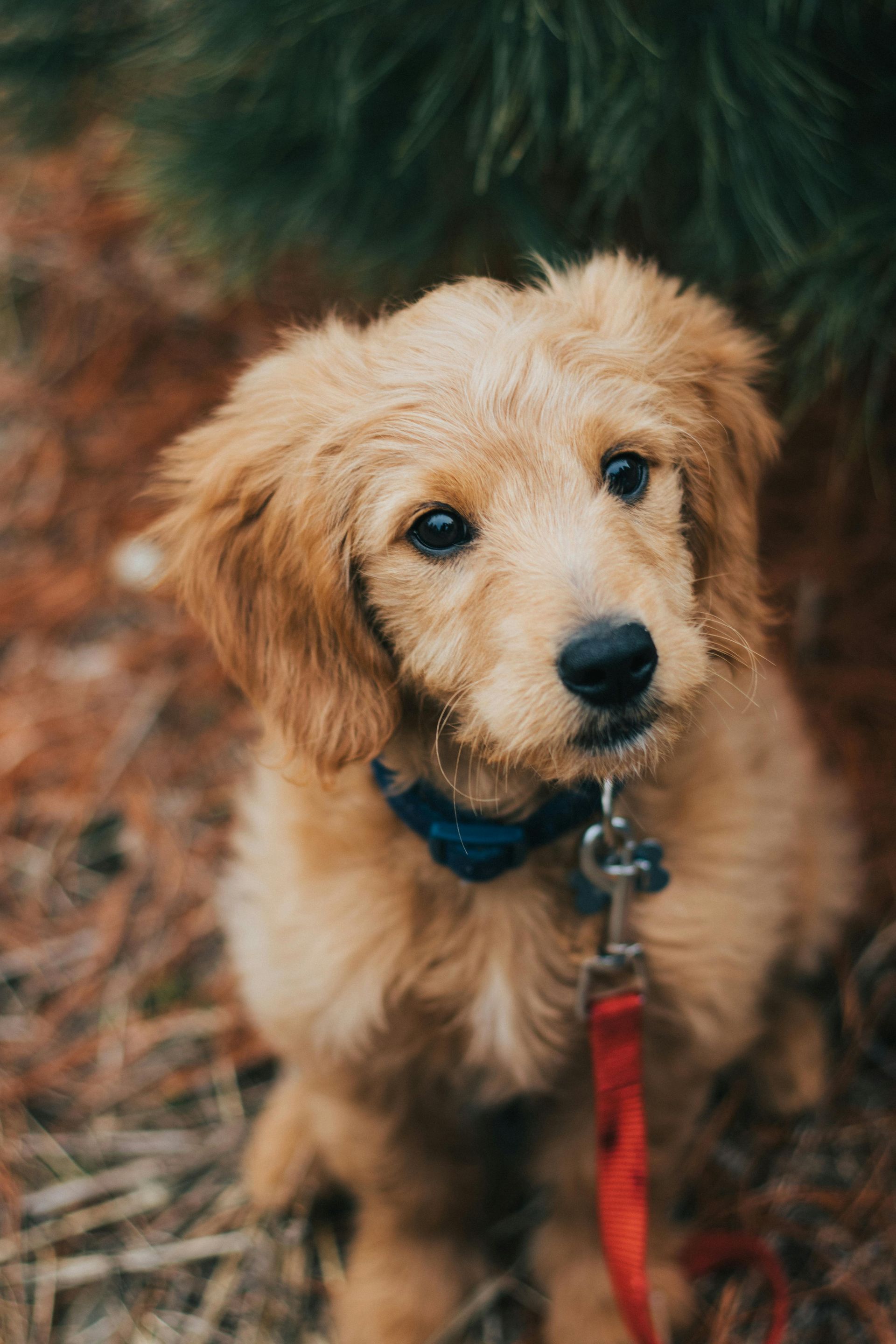 A close up of a puppy on a leash looking at the camera.