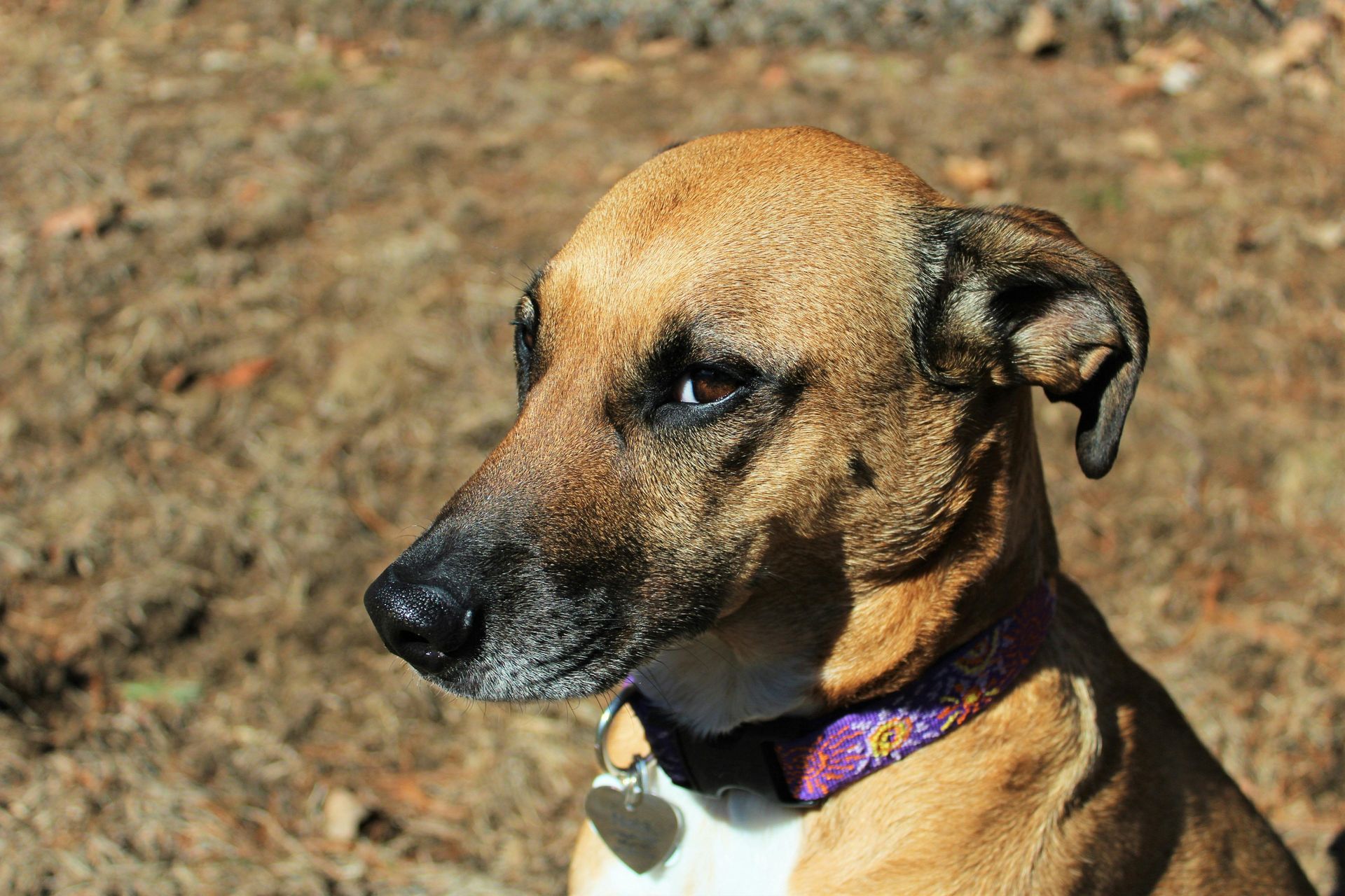 A close up of a brown dog wearing a purple collar.