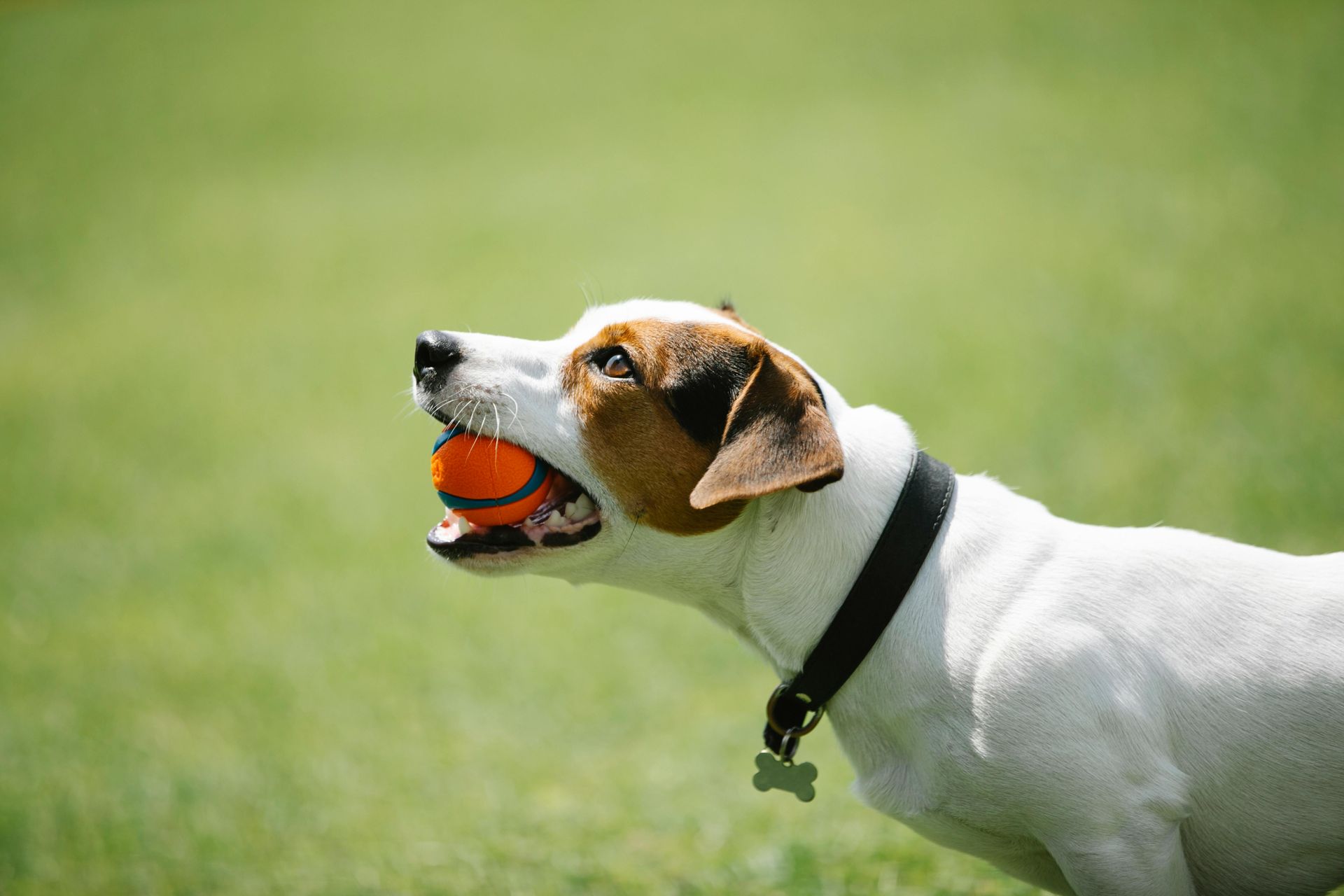 A dog is playing with an orange tennis ball in its mouth.