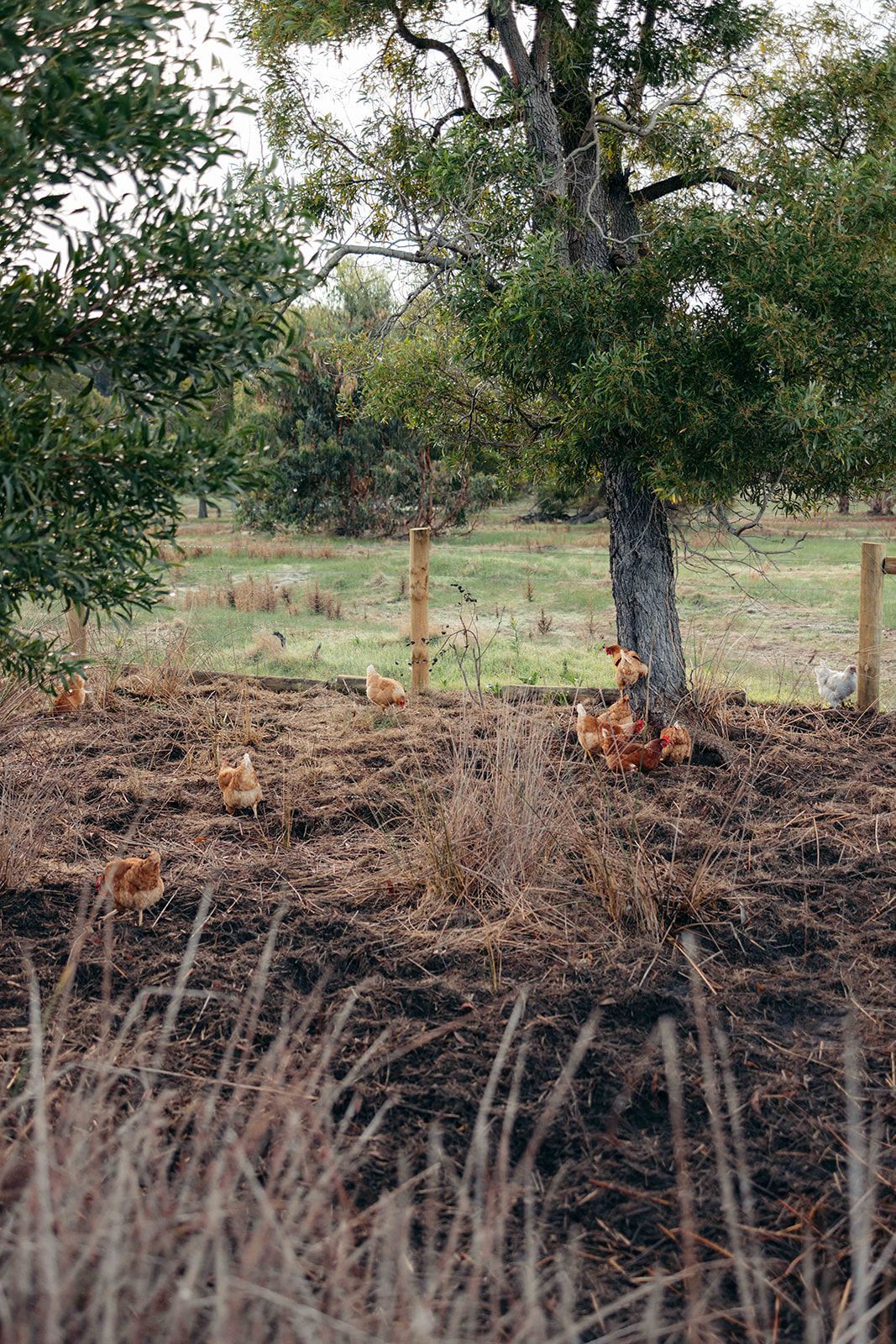 Chickens foraging near a tree and fence in a grassy field.