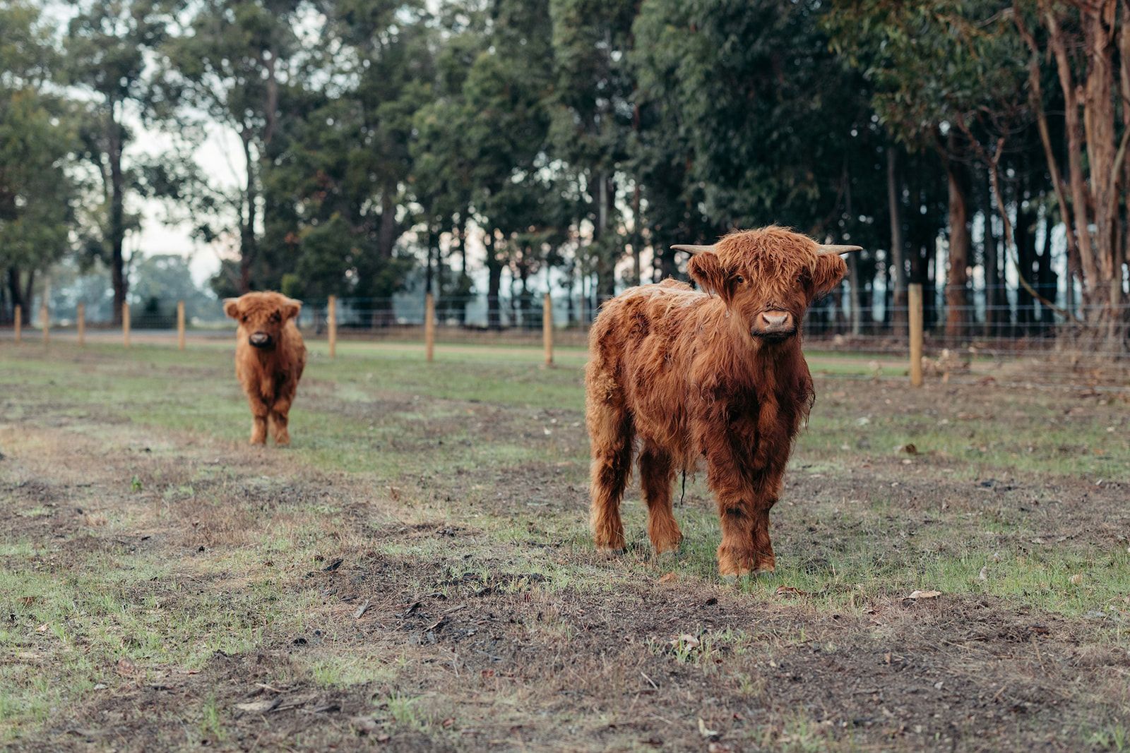 Two brown Highland cows in a grassy field, trees in the background.