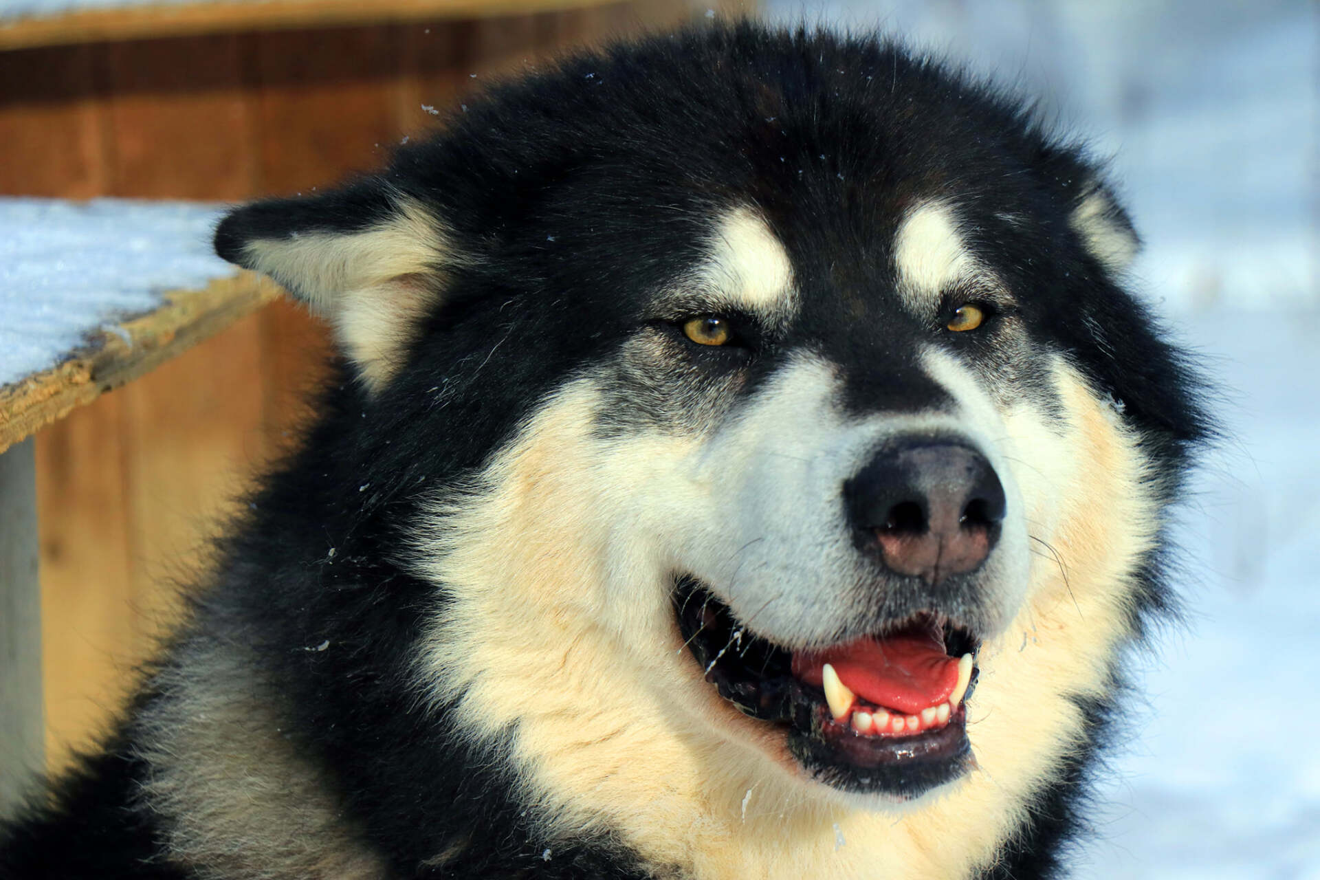 Un gros plan d'un chien husky avec la bouche ouverte dans la neige.