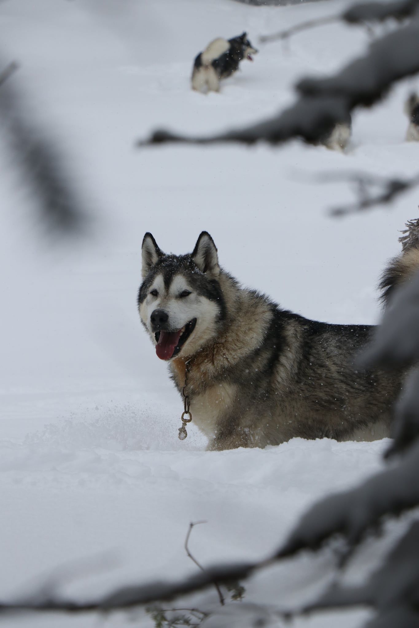Un chien husky est allongé dans la neige et regarde la caméra.