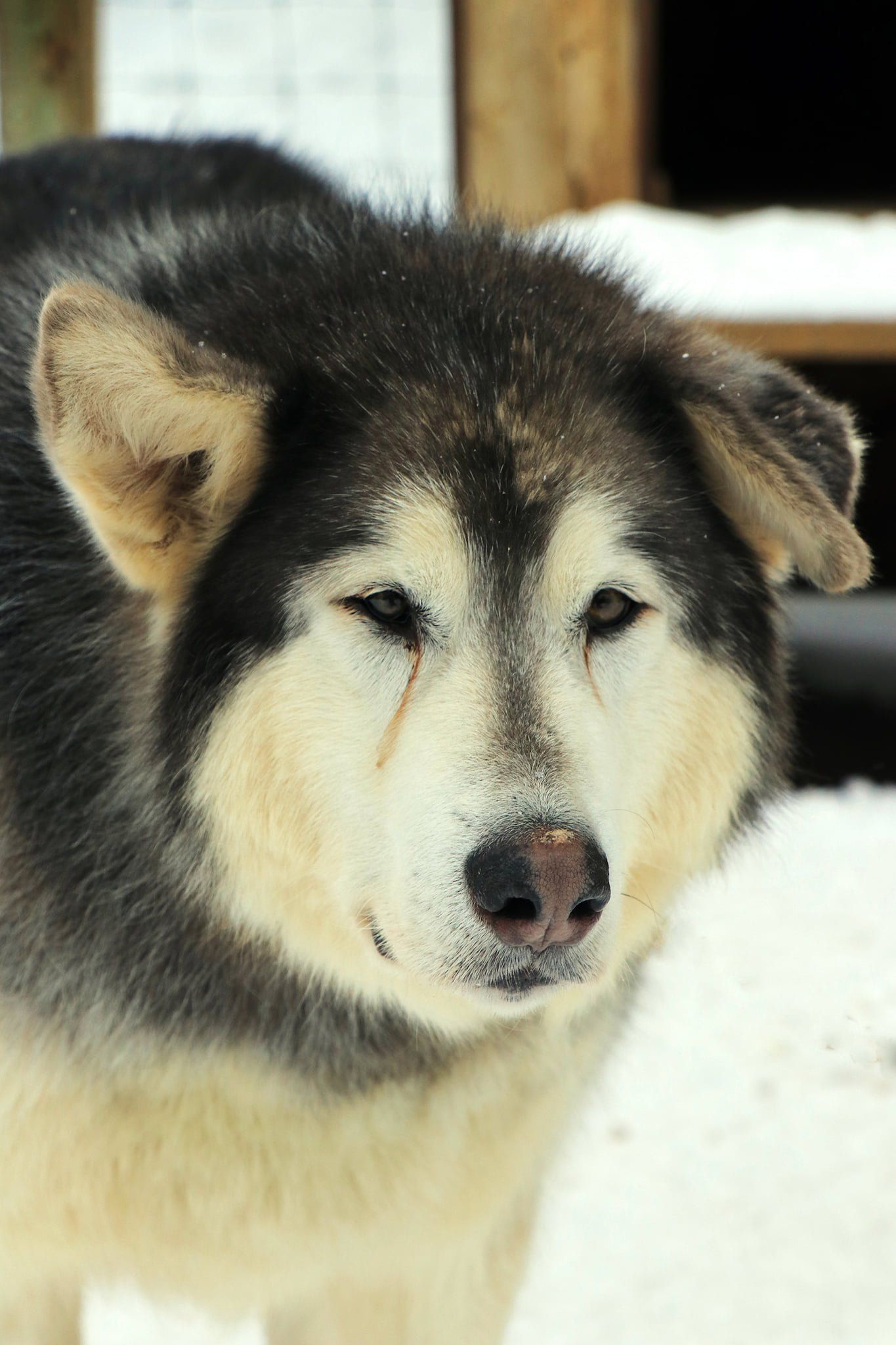 Gros plan d'un chien husky debout dans la neige