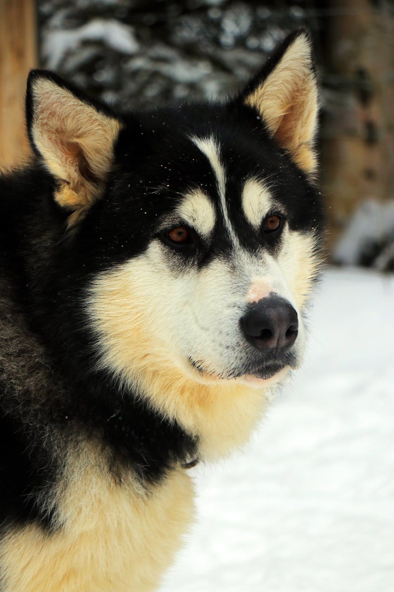 Un chien husky se tient debout dans la neige et regarde la caméra.