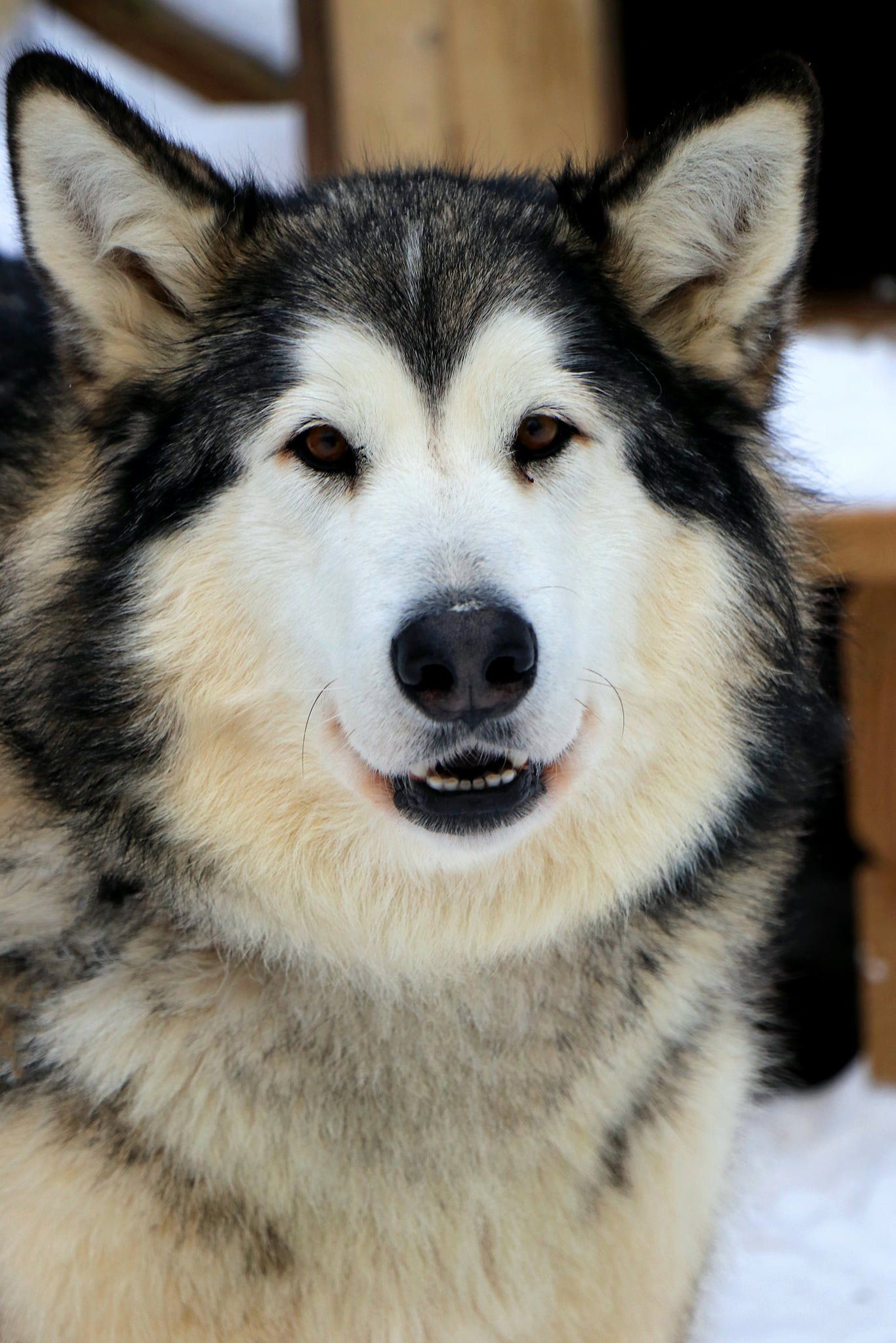 Un gros plan d'un chien husky souriant dans la neige.