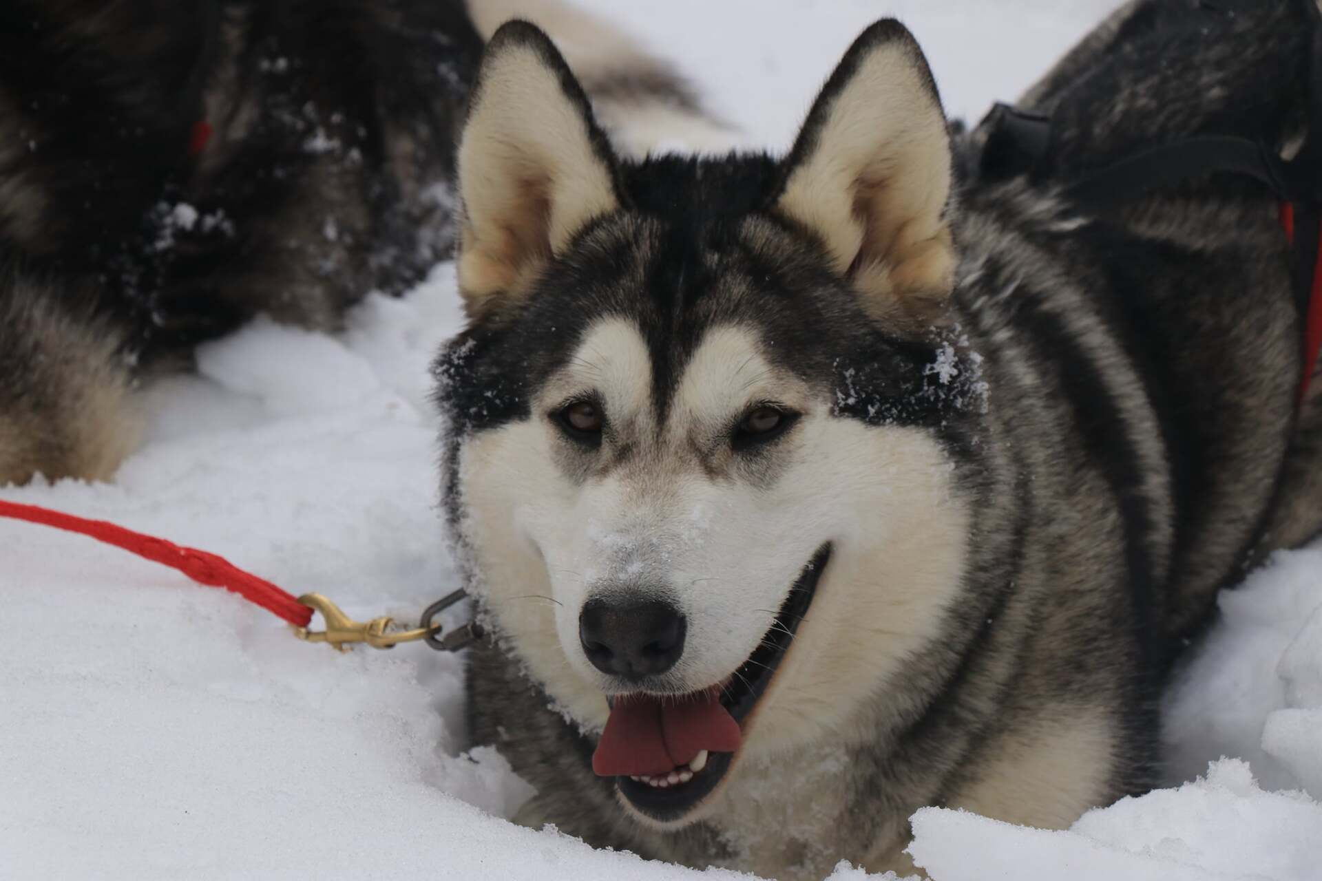 Un chien husky avec une laisse rouge est allongé dans la neige