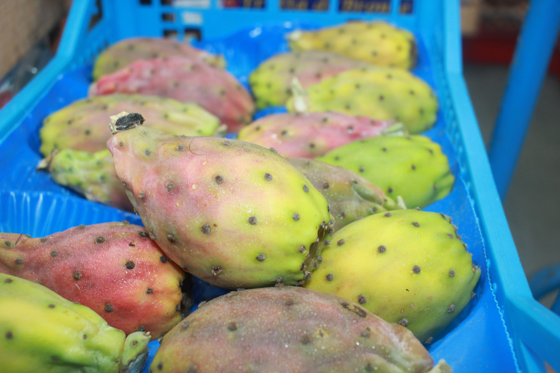 Un mazzo di fichi d'india in un contenitore di plastica blu.