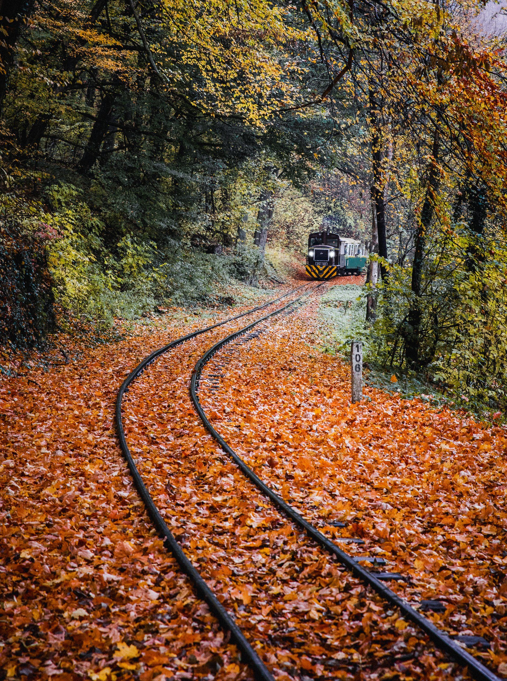 Railroad Filled with Leaves