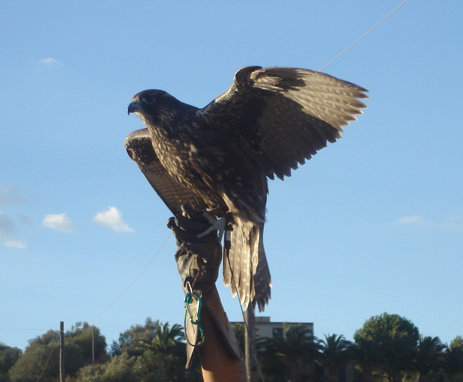Allontanamento volatili