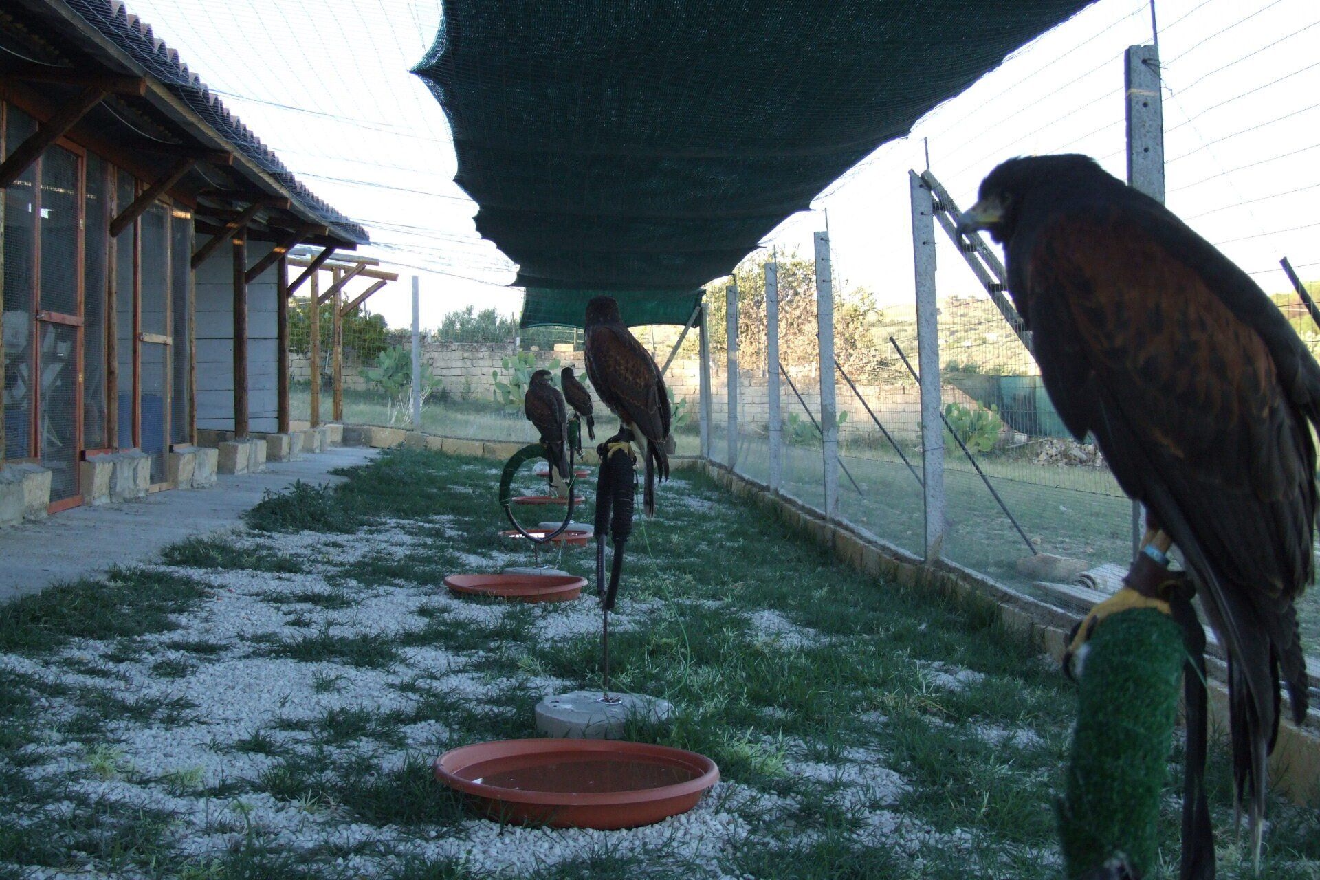 grande gabbia con falchi