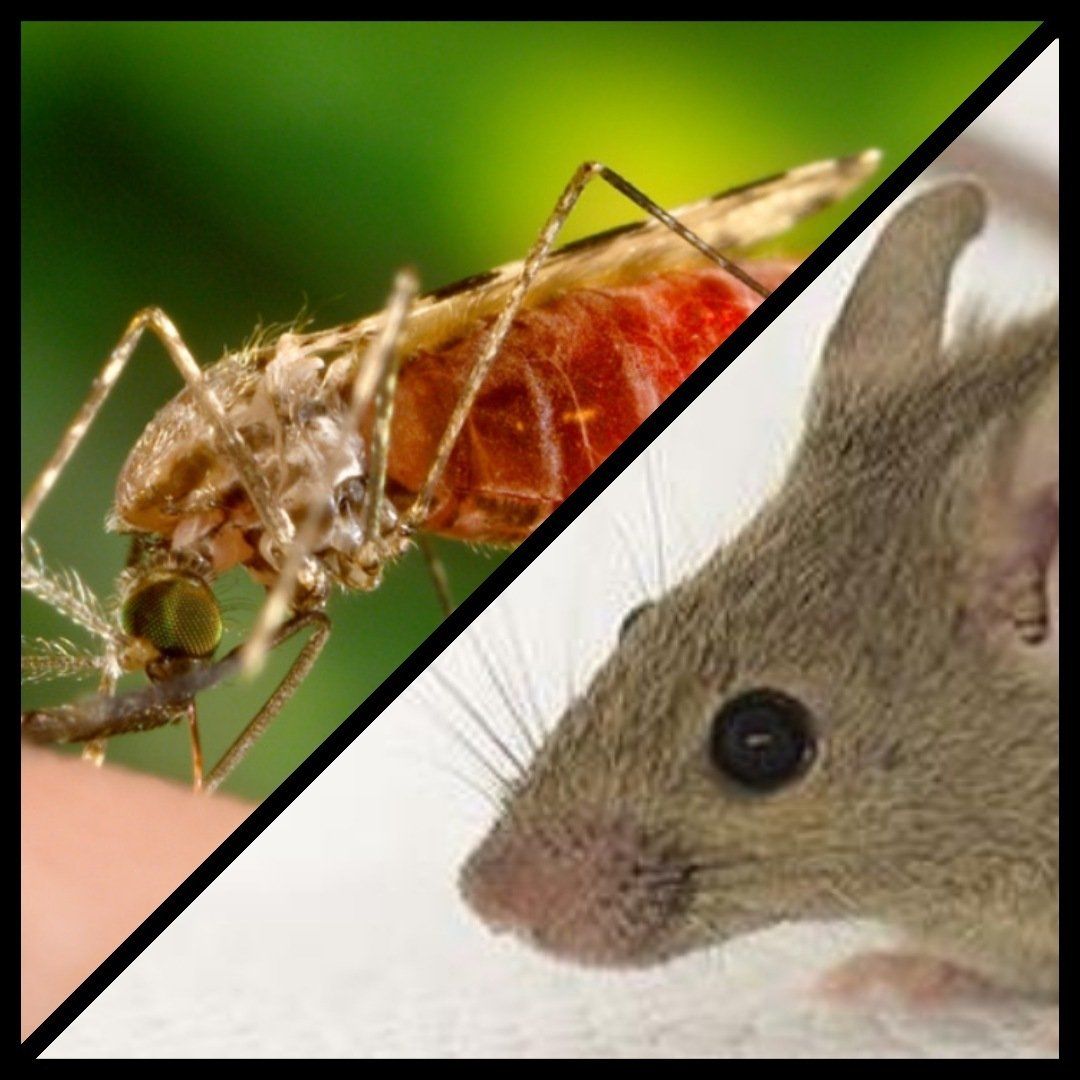 Disinfestazioni e derattizzazioni