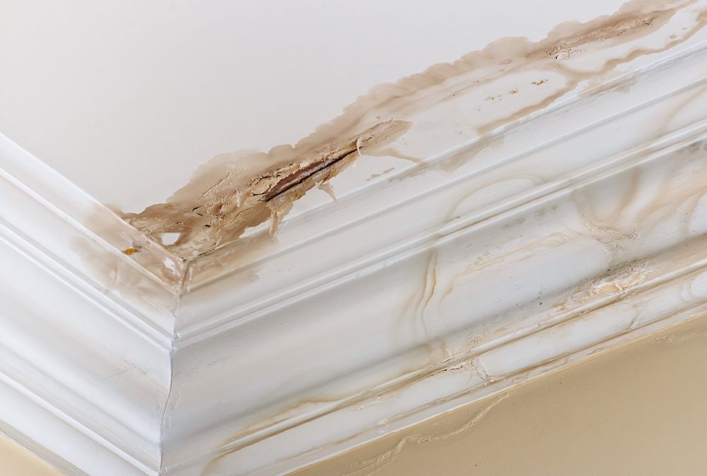 A Close Up of a Corner of a Ceiling With Mold Growing on It — Accredited Plumbing in Dolphin Point, NSW
