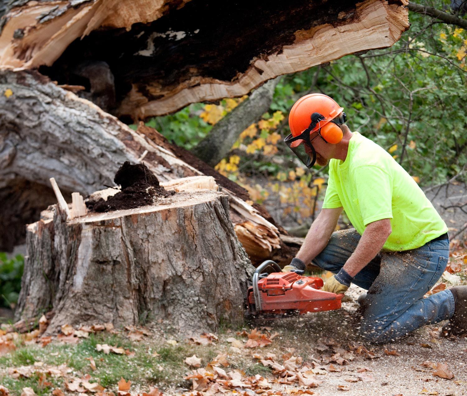 Cutting Tree — Boonville, NC — East Coast Tree Experts LLC