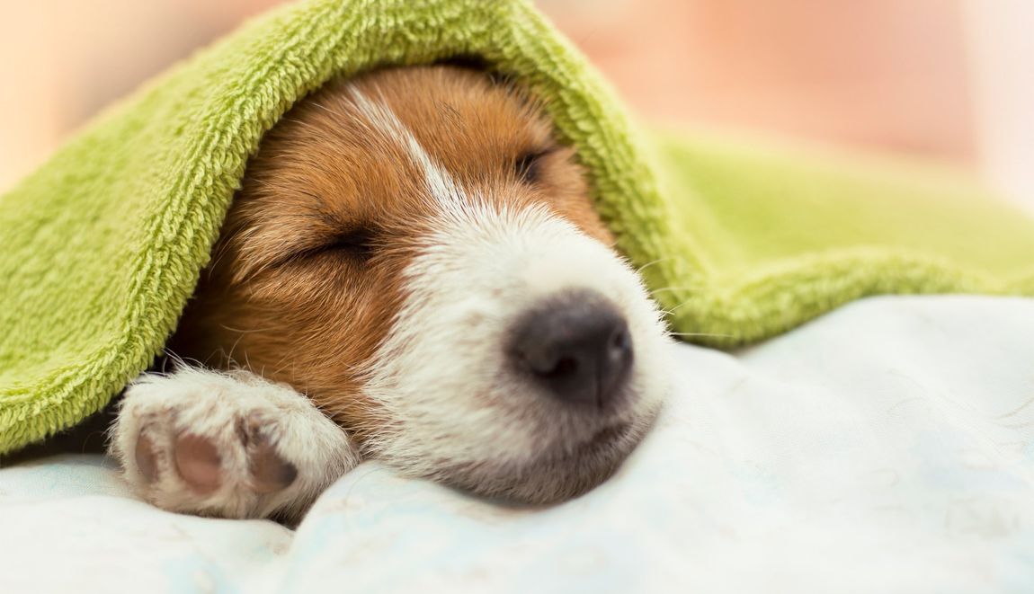 dog asleep under a blanket