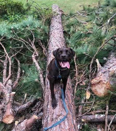 A dog is standing on a log in the woods.
