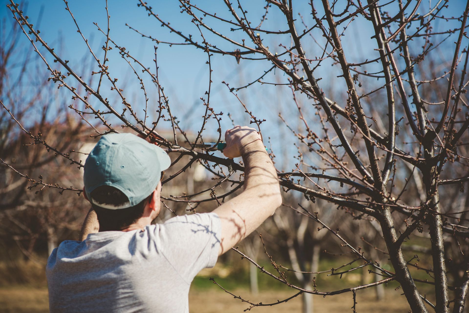 A man is cutting a tree branch with a pair of scissors.
