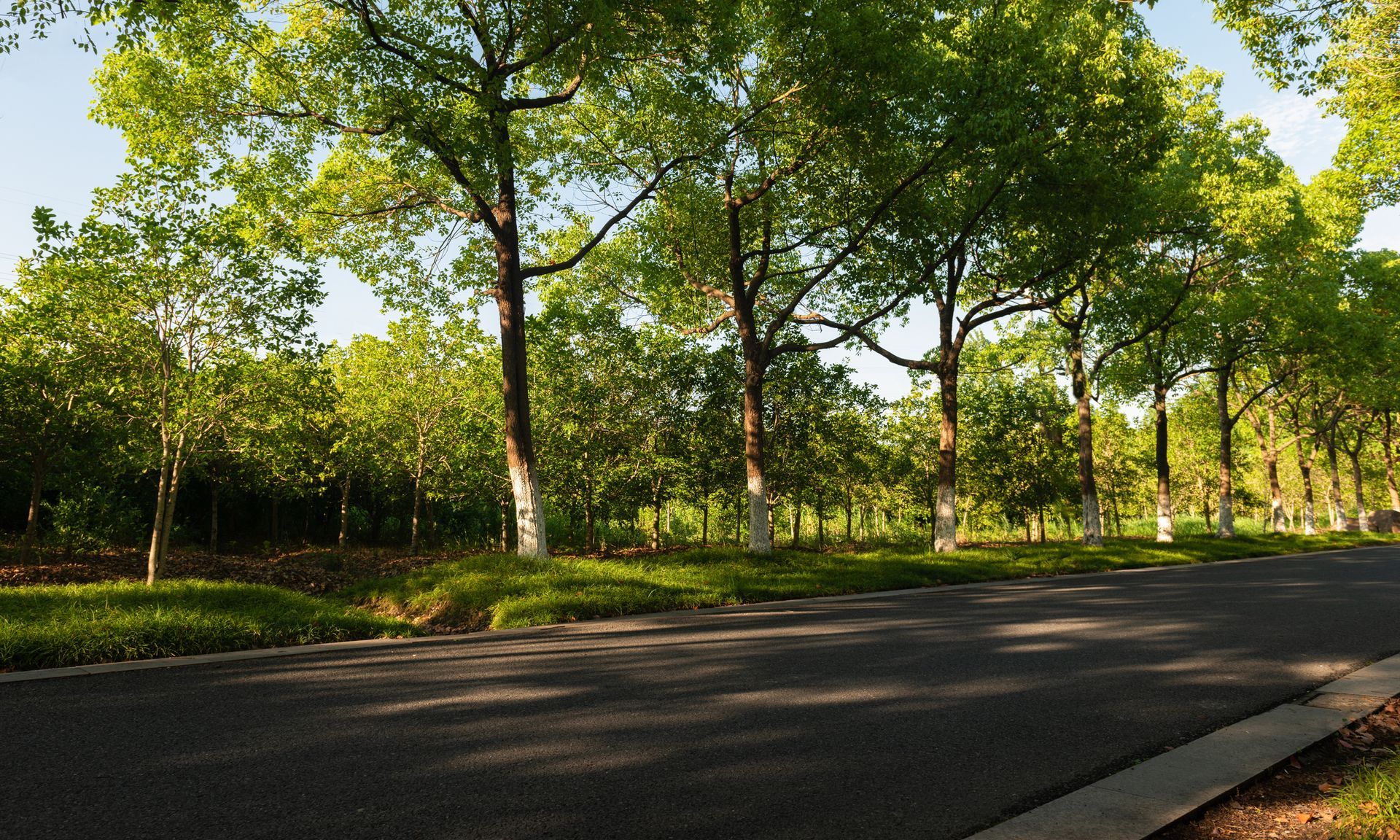 A row of trees along the side of a road