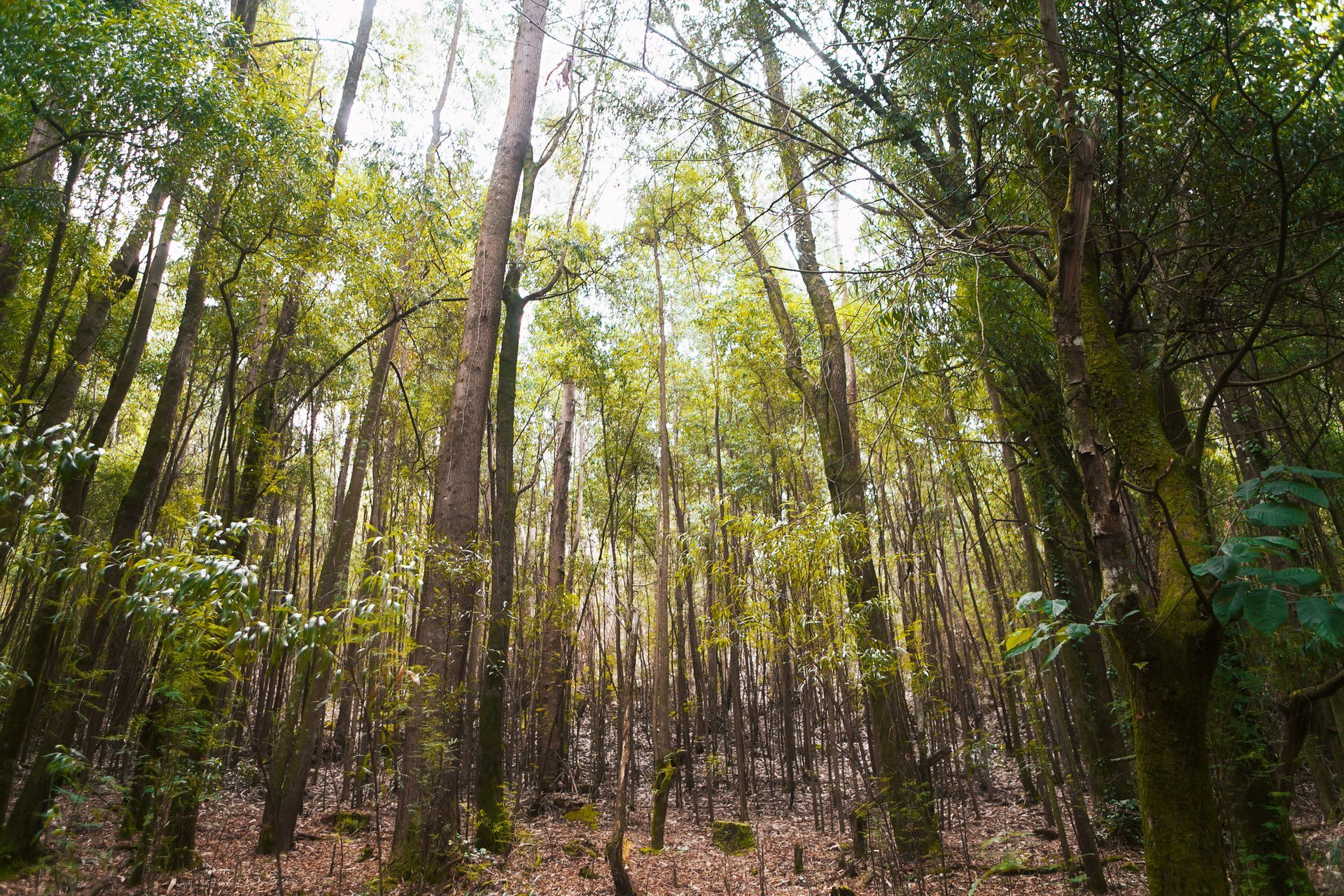 A lush green forest with lots of trees and leaves