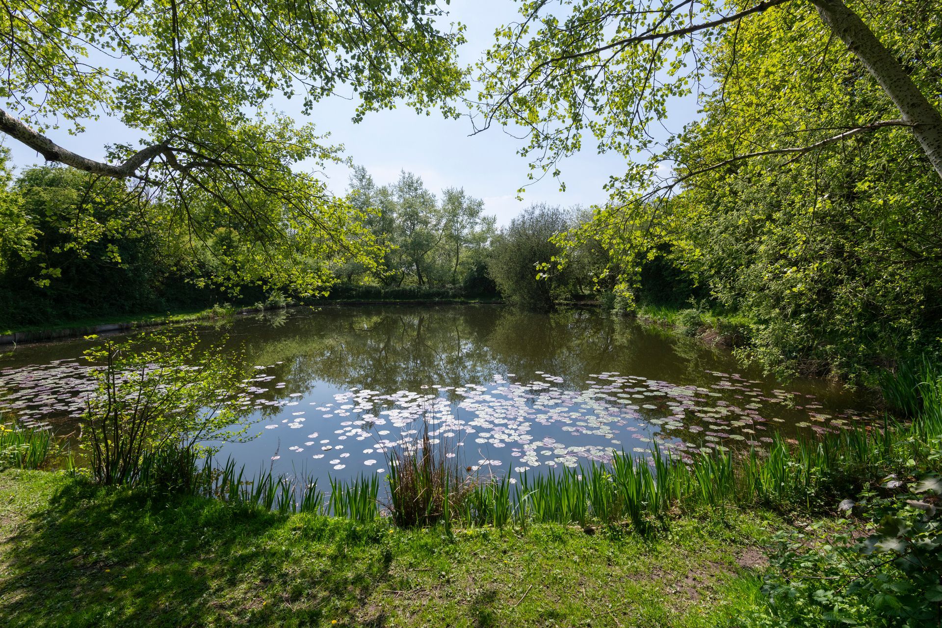 A lake surrounded by trees and grass on a sunny day