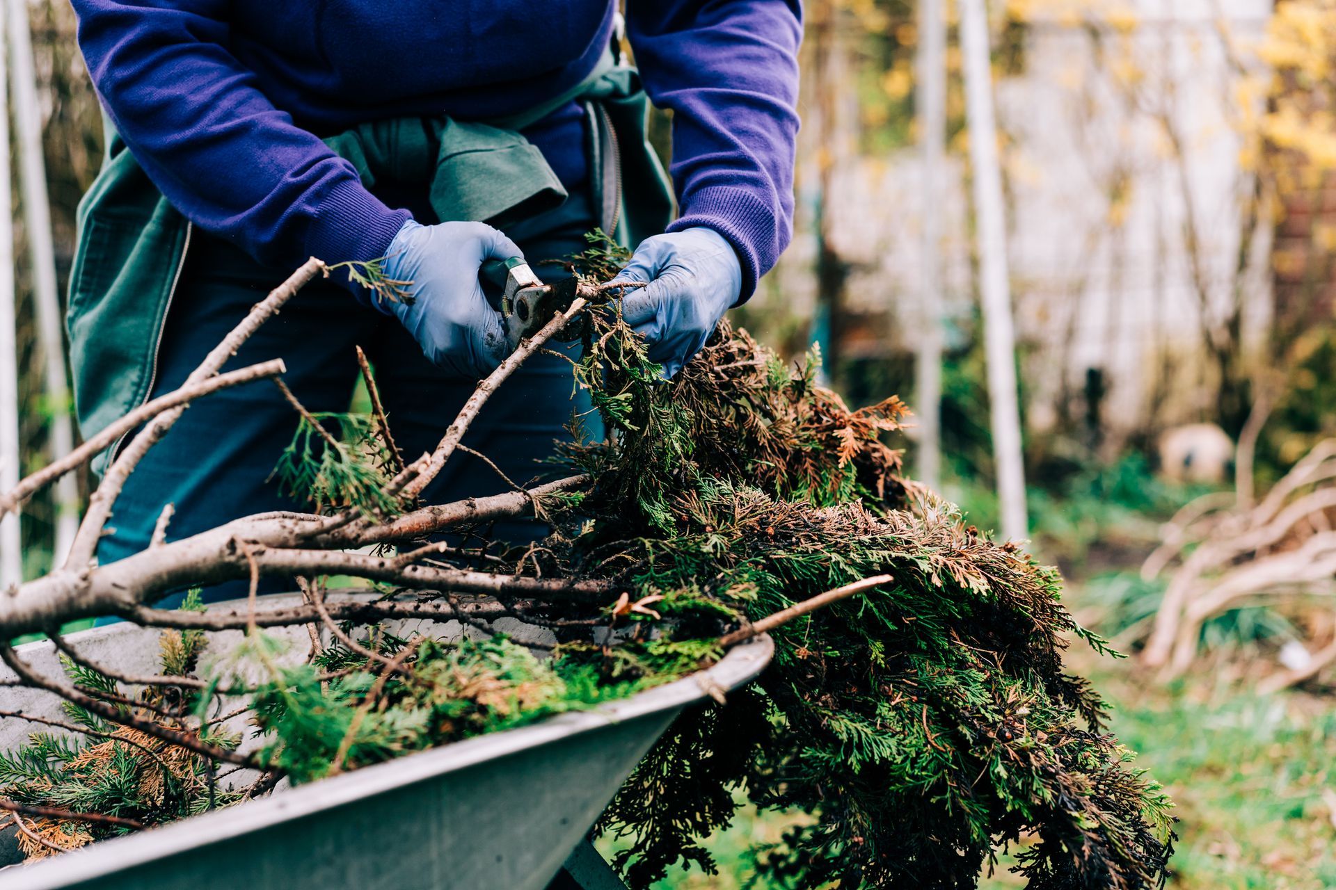 A man is loading branches into a wheelbarrow.