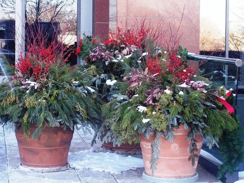 A couple of potted plants with red and white flowers