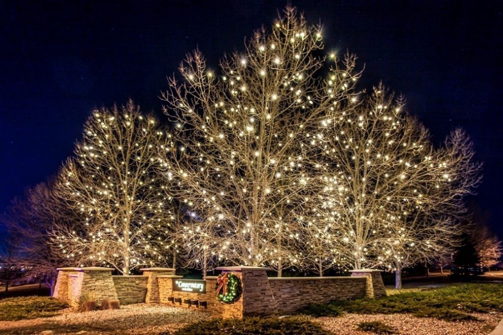 A group of trees decorated with christmas lights at night.