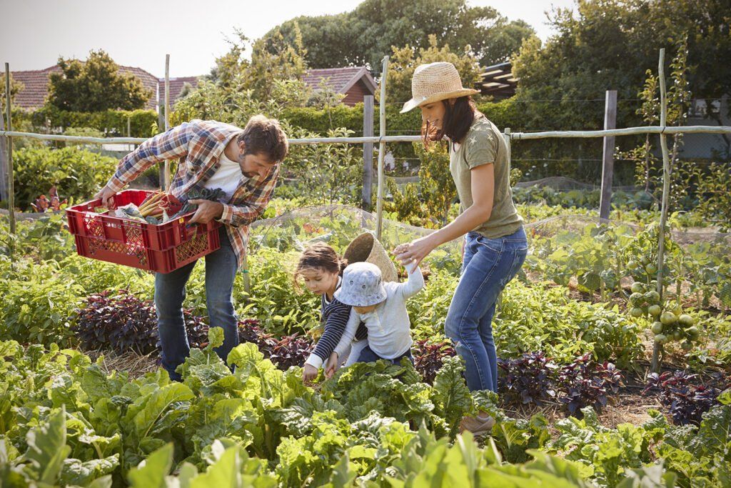 A family is picking vegetables in a garden.