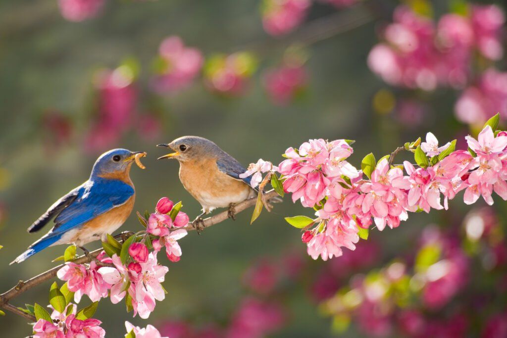 Two birds are perched on a branch of a tree with pink flowers.